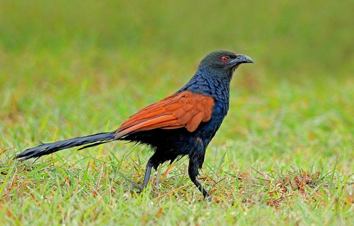 mua bìm bịp mua bìm bịp