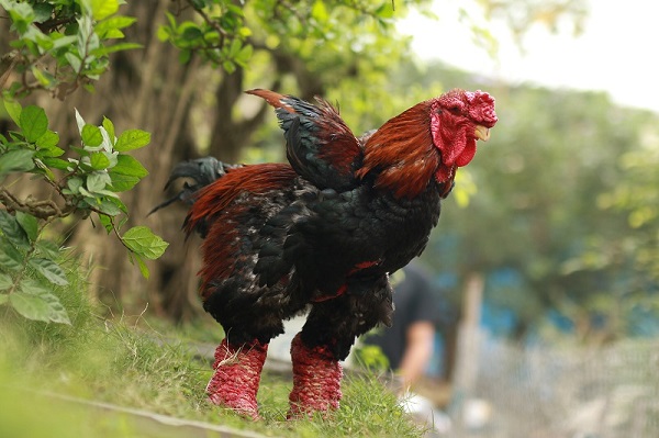 Địa chỉ bán gà Đông Tảo sạch ngon