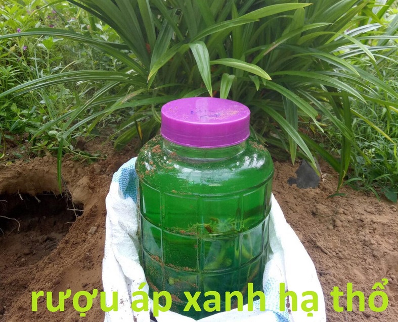 Cách sử dụng rượu áp xanh