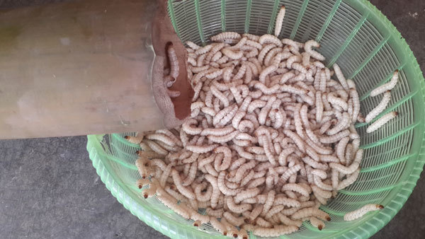 Sâu tre tươi - 750k/kg
