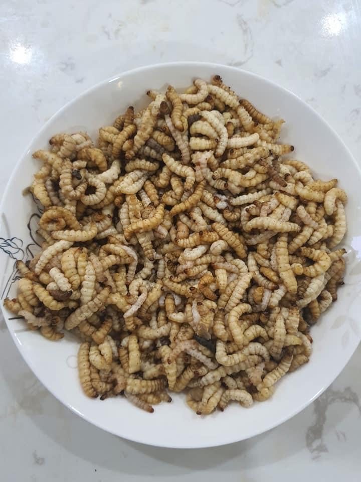 Cửa hàng bán sâu tre tươi giá tốt tại Hà Nội