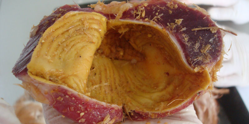 Mề gà, vịt 