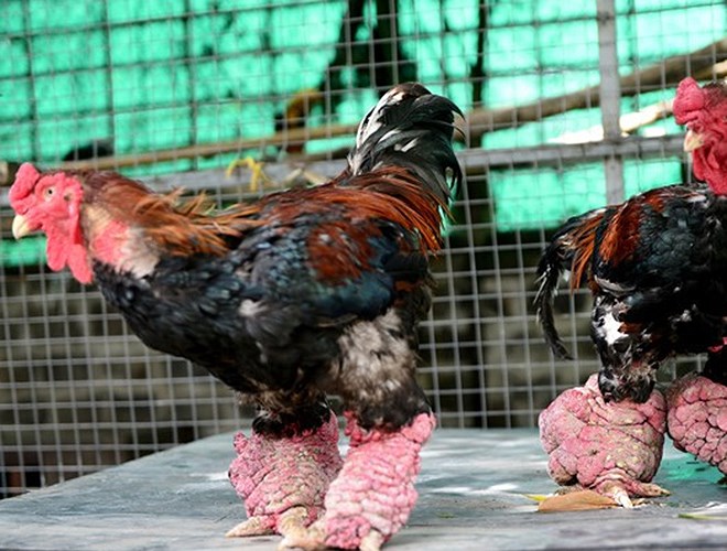 Gà đông tảo loại chân khủng - 450k/kg