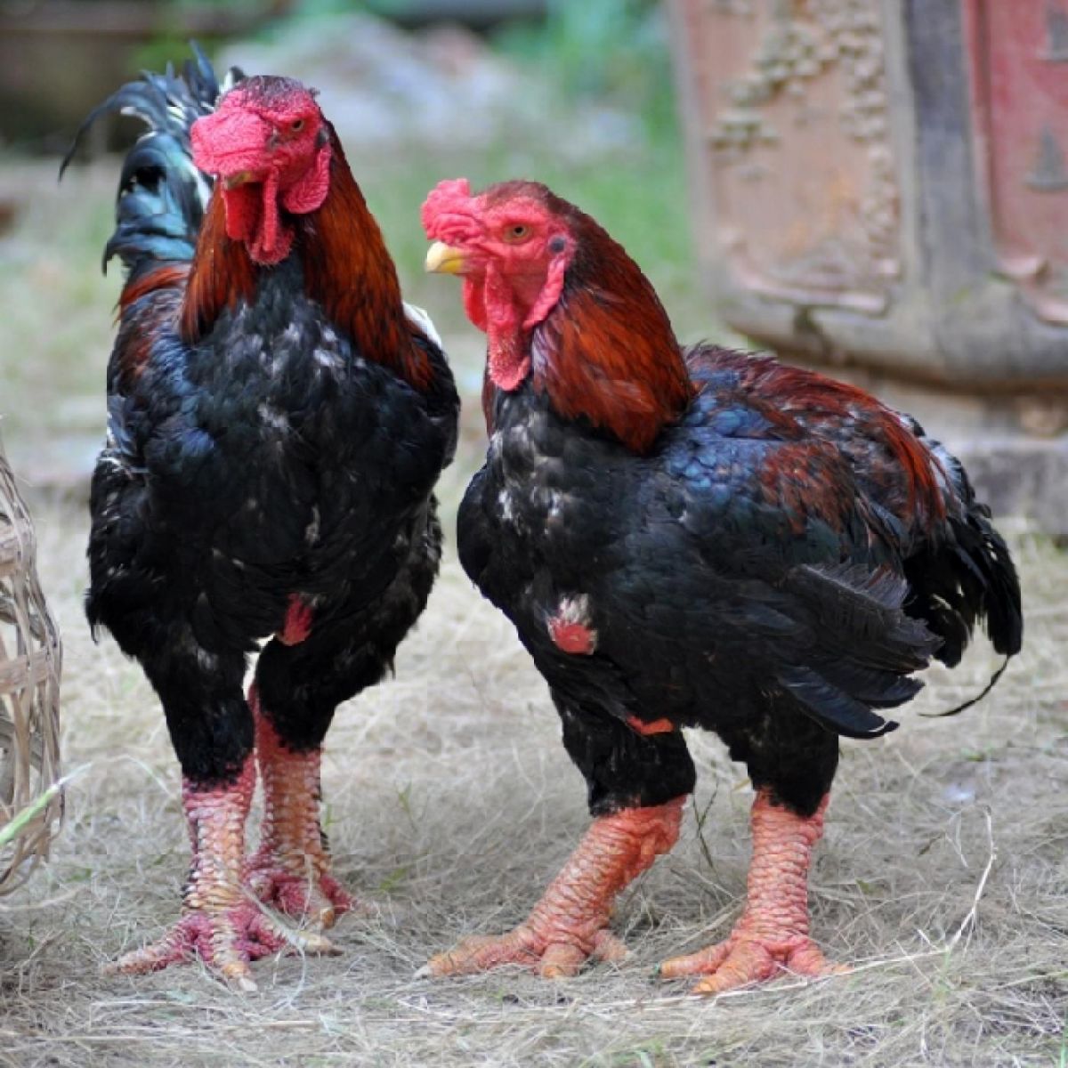 Gà Đông Tảo loại chân nhỏ - 240k/kg