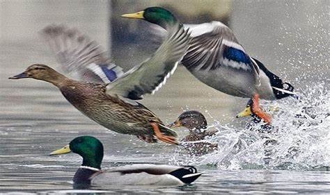 Đặc điểm của vịt trời
