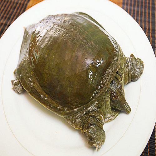 Cách chọn ba ba ngon