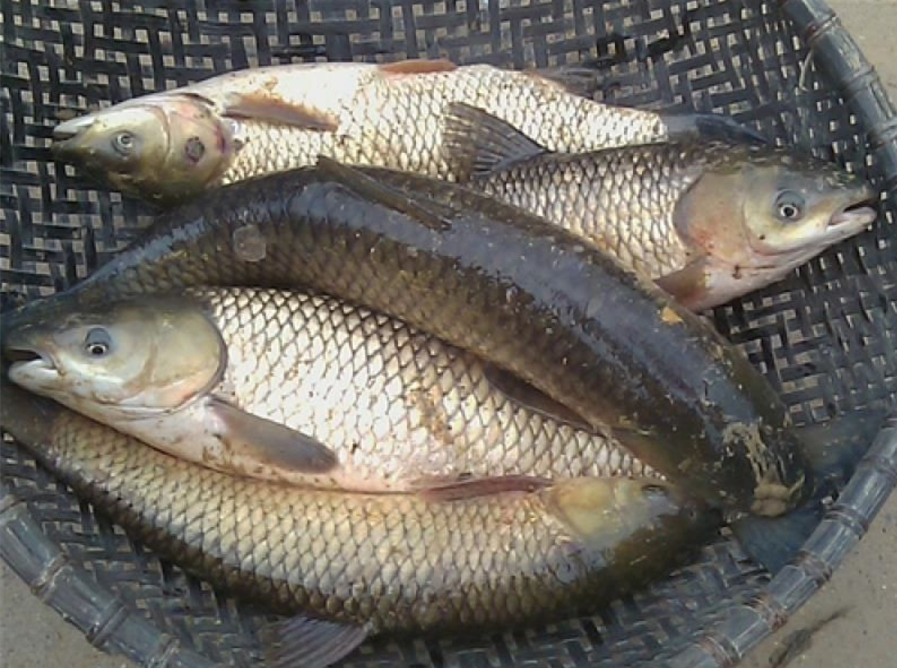 Địa chỉ bán cá trắm cỏ tại Sài Gòn, Hà Nội